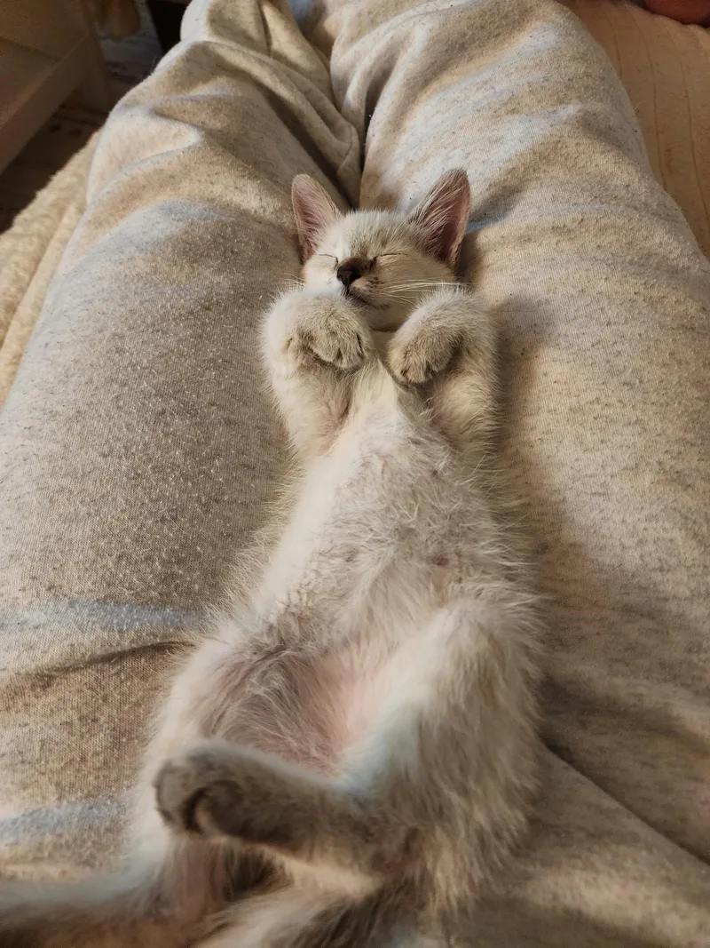 A baby medium-sized male Lilac Point Domestic Short Hair cat named Rocket for adoption in Penryn, CA