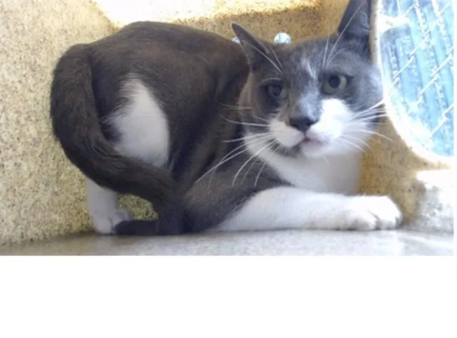 A young medium-sized male Domestic Short Hair cat named Big Boy for adoption in Downey, CA