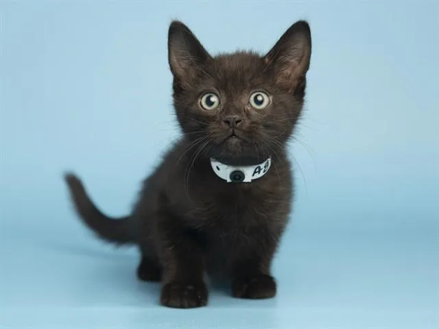 A baby small-sized male Domestic Short Hair cat named Fritz for adoption in Phoenix, AZ