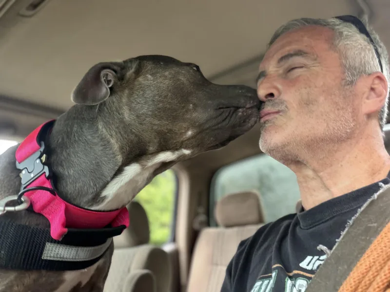 An adult medium-sized female Pit Bull Terrier dog named MAVIS the blue nose for adoption in Media, PA
