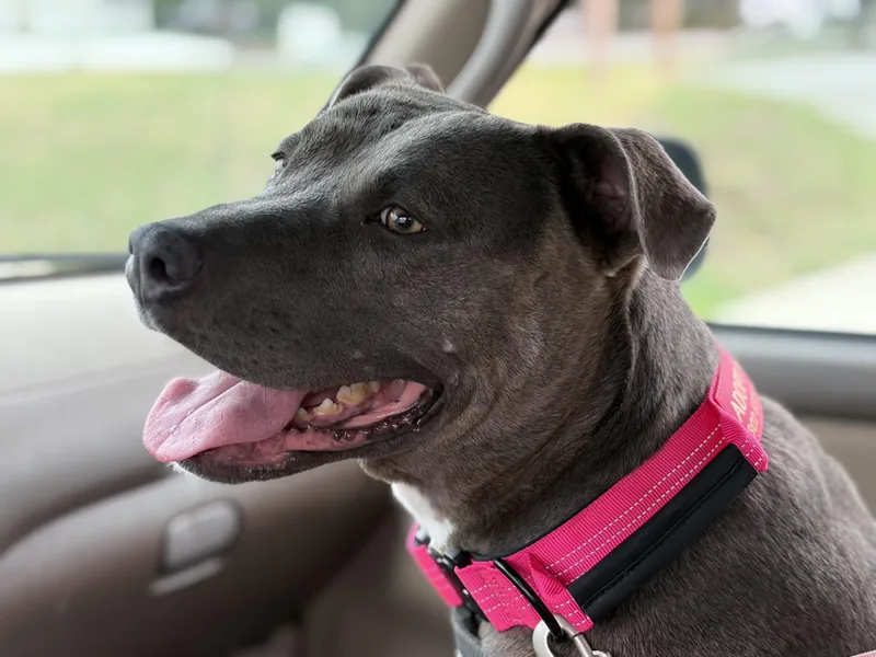 MAVIS the blue nose thumbnail 2