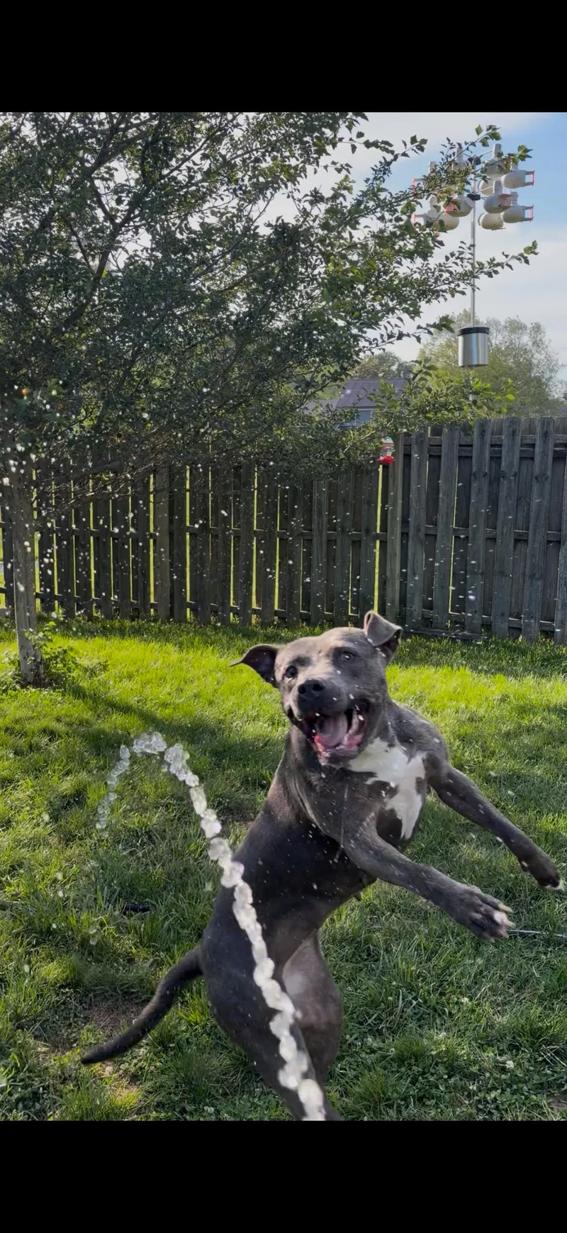 MAVIS the blue nose thumbnail 4