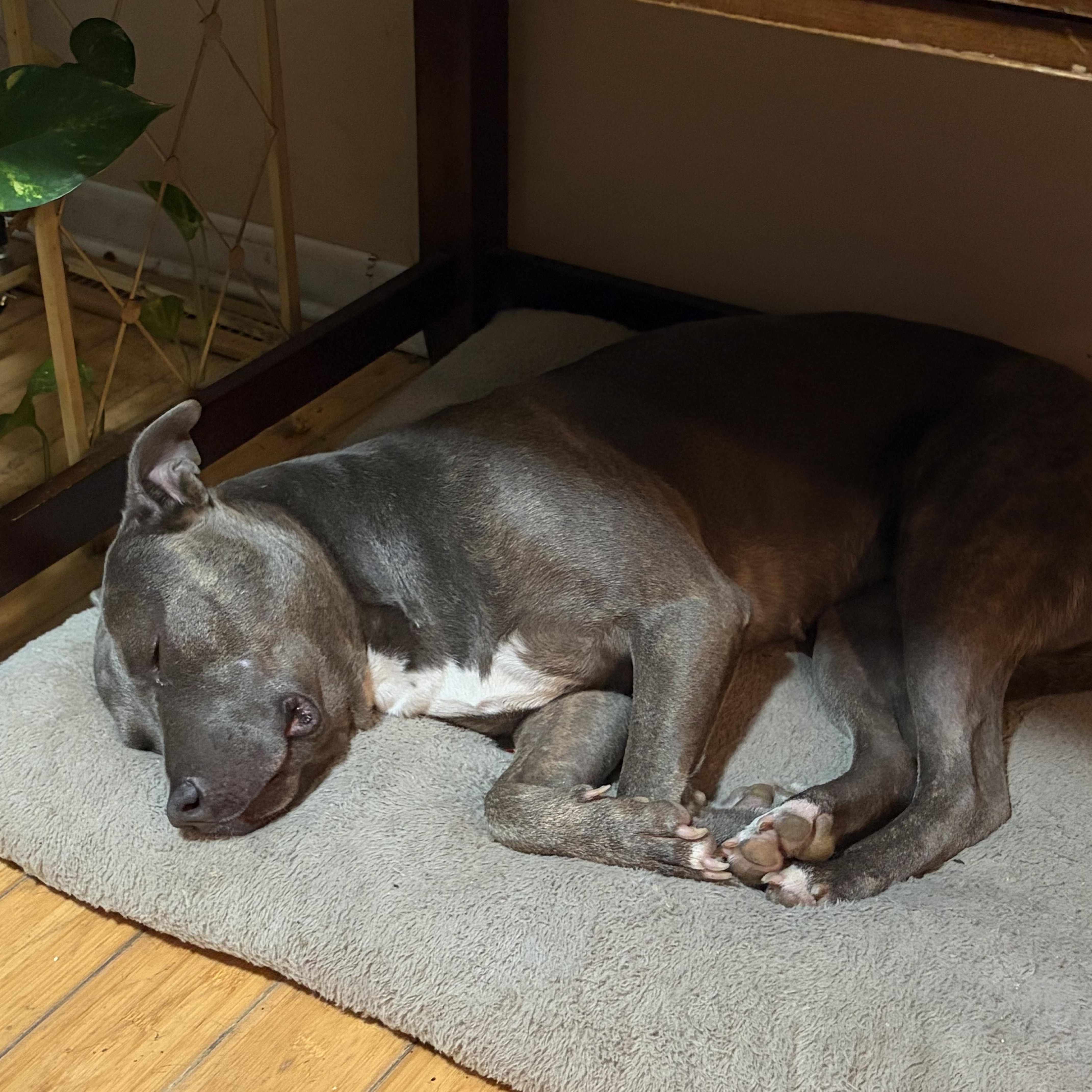 MAVIS the blue nose thumbnail 6