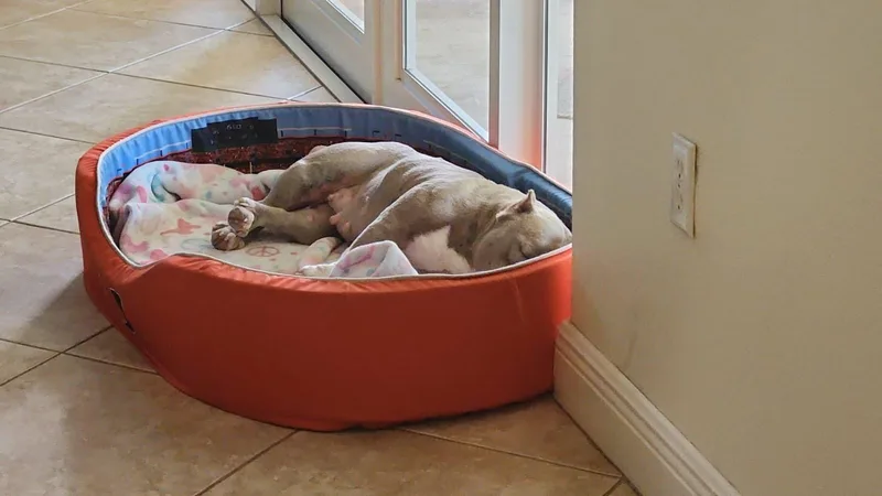 An adult medium-sized female Sable Bulldog dog named Pebbles for adoption in Homestead, FL