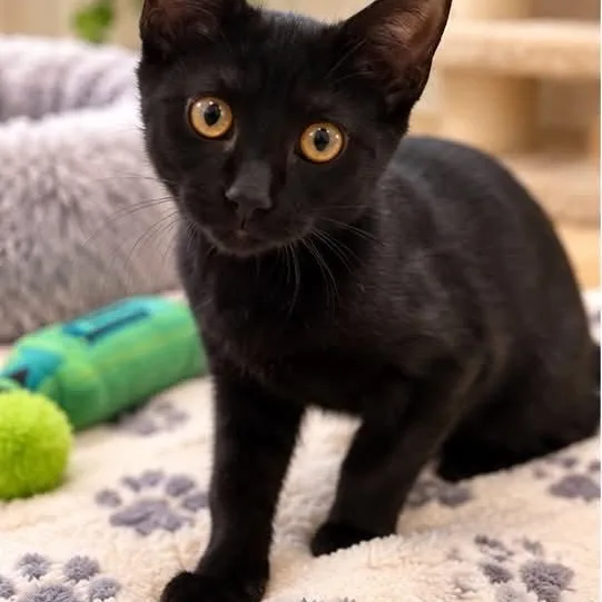 A baby medium-sized male Black Domestic Short Hair cat named Phantom for adoption in Sewell, NJ