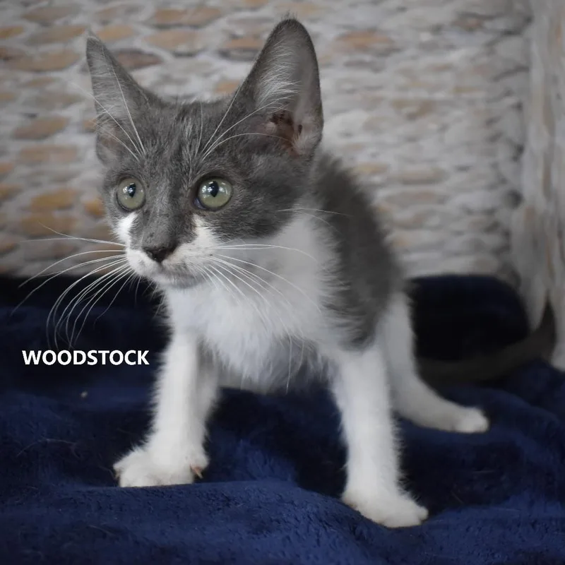 A baby small-sized female Domestic Short Hair cat named Woodstock for adoption in Yuma, AZ