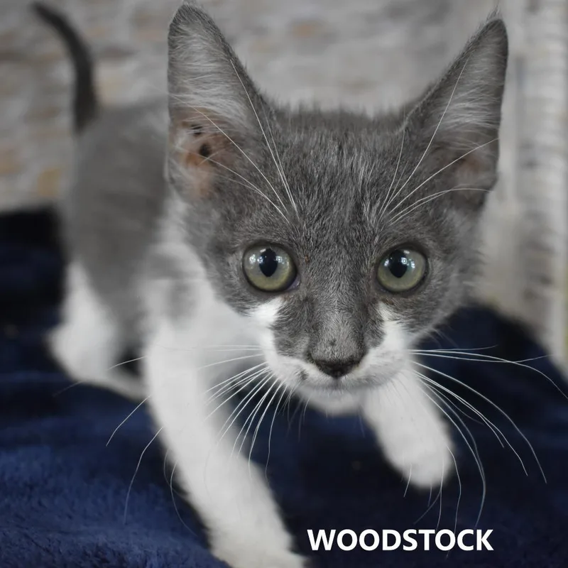 Woodstock thumbnail 2