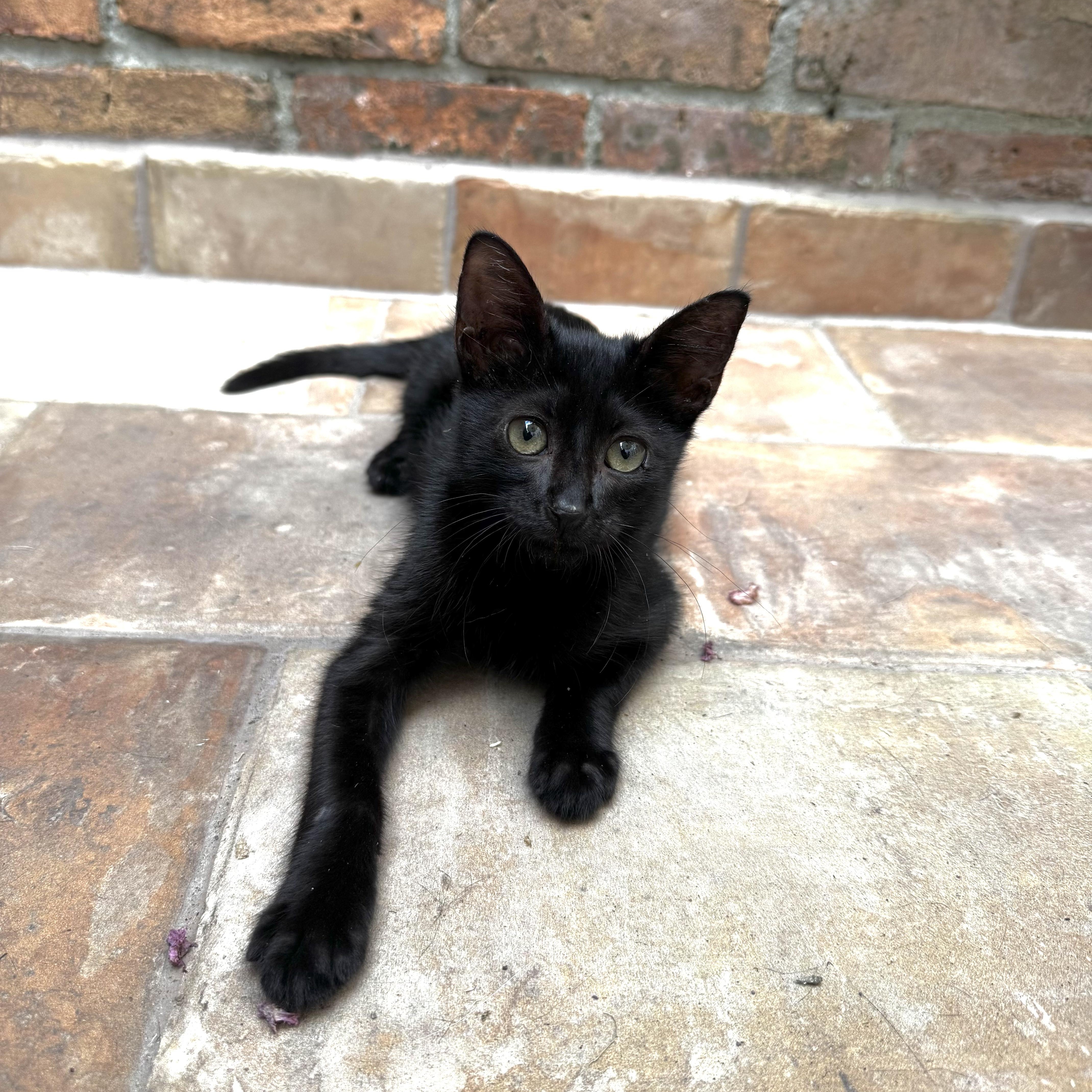 A baby medium-sized male Black Domestic Short Hair cat named Winston for adoption in Houston, TX
