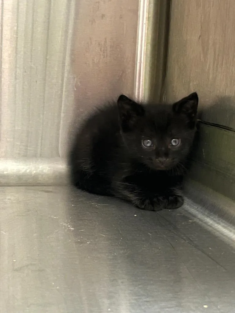 A baby medium-sized male Domestic Short Hair cat named Dickey for adoption in Mount Gilead, NC