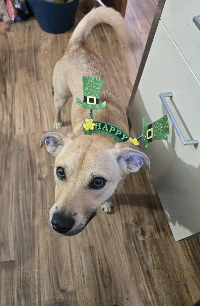 Rapunzel thumbnail 3