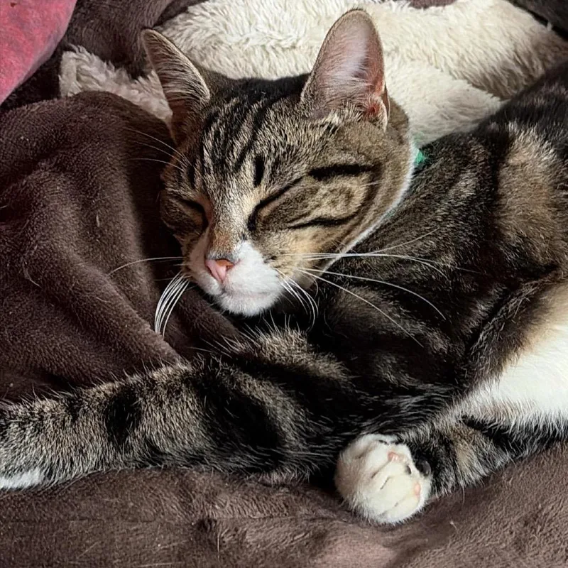 A young small-sized male Brown / Chocolate Domestic Short Hair cat named Tommy for adoption in Winchester, VA