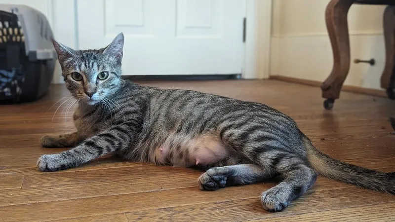 Momma Nala thumbnail 4