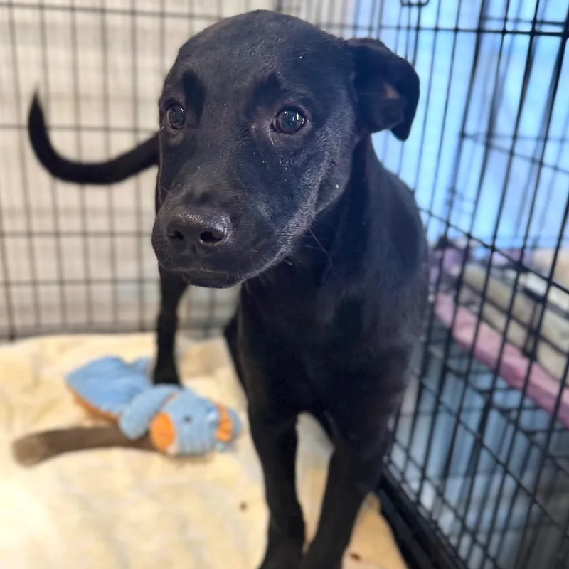 A baby small-sized female Black Mixed Breed dog named Charlie's Angel for adoption in Fredericksburg, VA