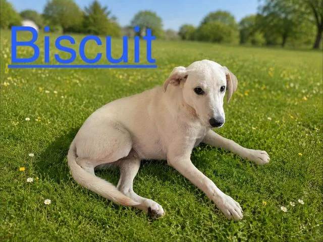 A baby medium-sized male Labrador Retriever dog named Biscuit for adoption in Zimmerman, MN