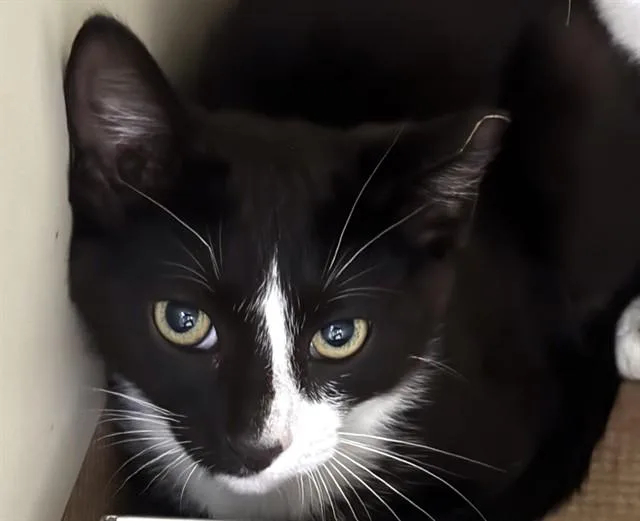 A baby medium-sized male Domestic Short Hair cat named Oreo for adoption in Boston, MA