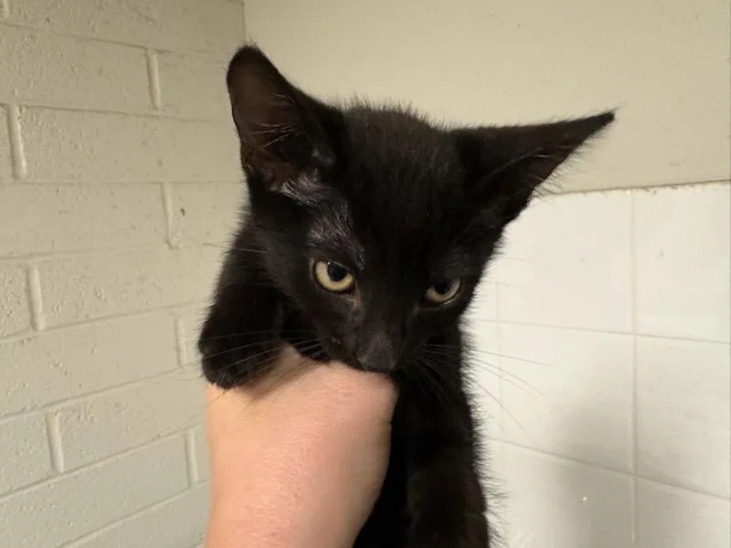 A baby small-sized female Domestic Short Hair cat named Manicotti for adoption in Chatsworth, CA