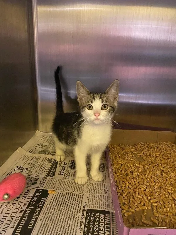 A young medium-sized male Tabby (Brown / Chocolate) Domestic Short Hair cat named Calcifer for adoption in Jackson, TN