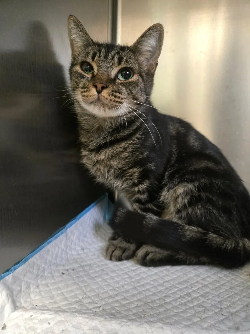 An adult medium-sized female Tabby (Gray / Blue / Silver) Domestic Short Hair cat named Tallulah at Petsense for adoption in Amherst, VA