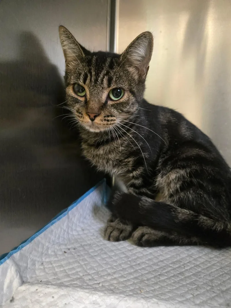 Tallulah  at Petsense thumbnail 2
