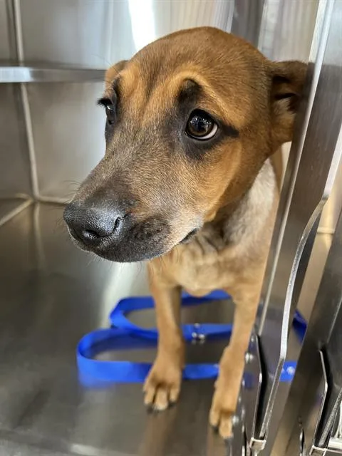 A baby small-sized male Hound dog named A for adoption in Chula Vista, CA