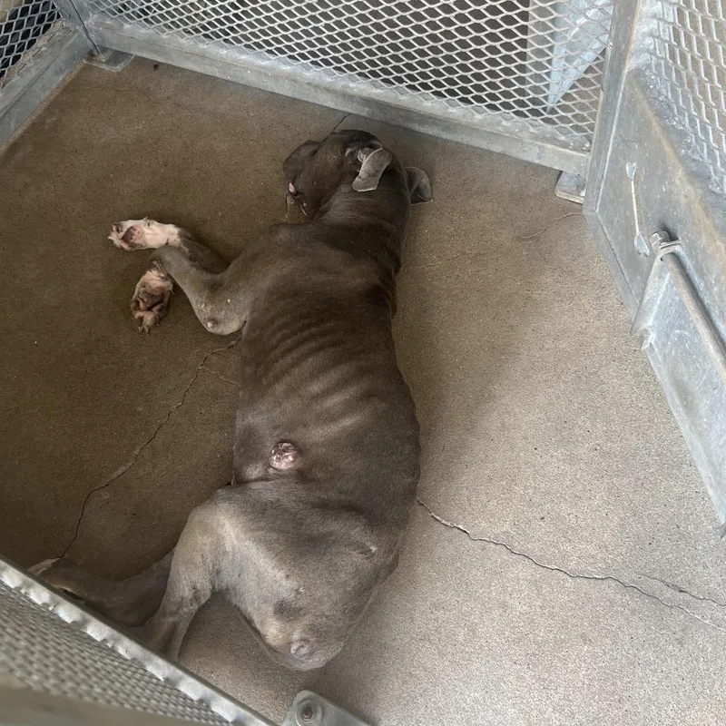 A senior medium-sized male Gray / Blue / Silver Mixed Breed dog named Helios Rn for adoption in Lake Jackson, TX
