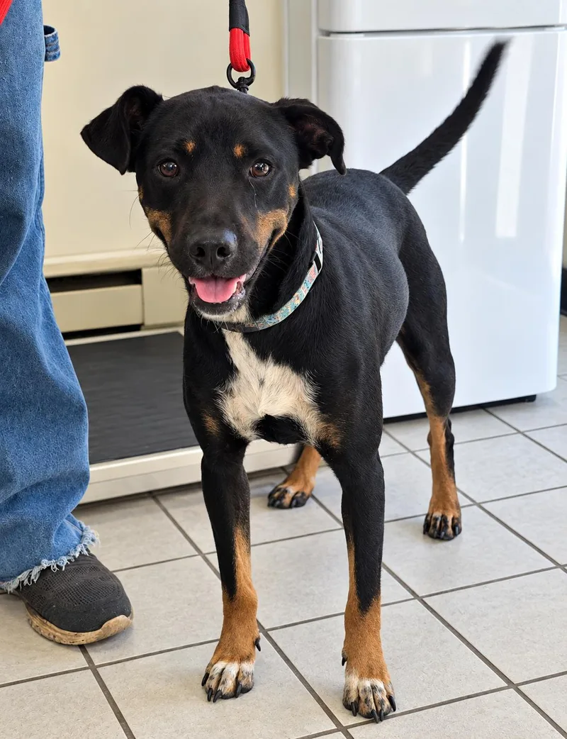 An adult medium-sized male Terrier dog named Charlie for adoption in Grand Rapids, MI