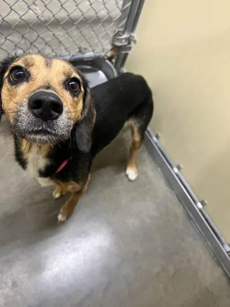 An adult medium-sized female Beagle dog named Princess for adoption in Sioux City, IA