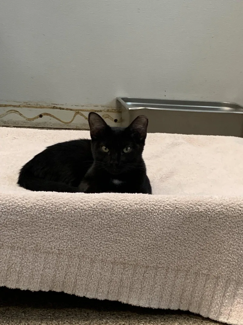 A baby medium-sized female Black Domestic Short Hair cat named Blackie for adoption in Sanford, FL
