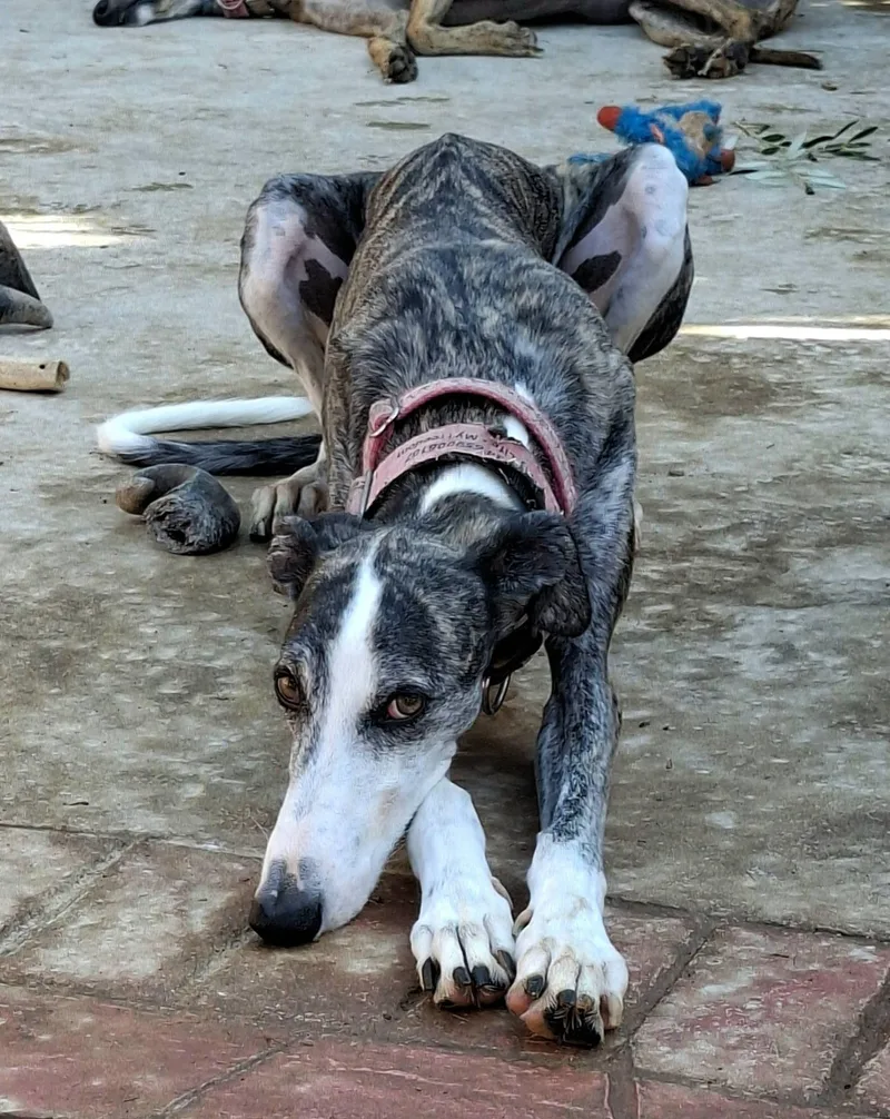 A young medium-sized male Galgo Spanish Greyhound dog named Arkle for adoption in Winter Park, FL