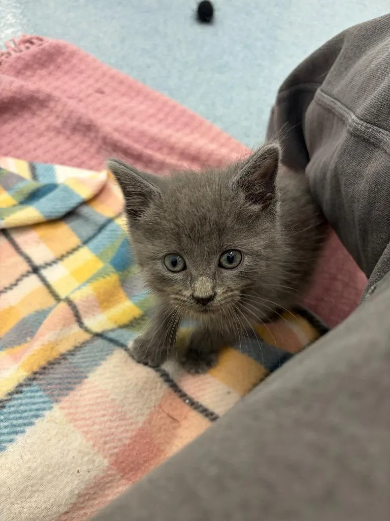 A baby medium-sized male Domestic Short Hair cat named Enzo St. John for adoption in Portland, IN