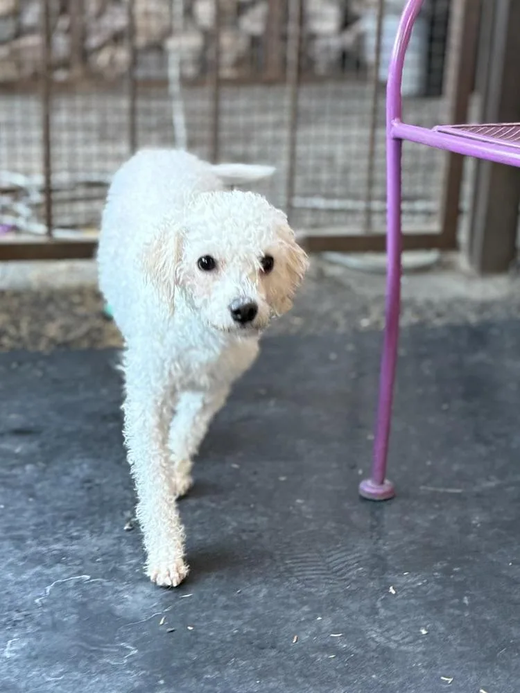 An adult small-sized female White / Cream Bichon Frise dog named Monet for adoption in TUCSON, AZ