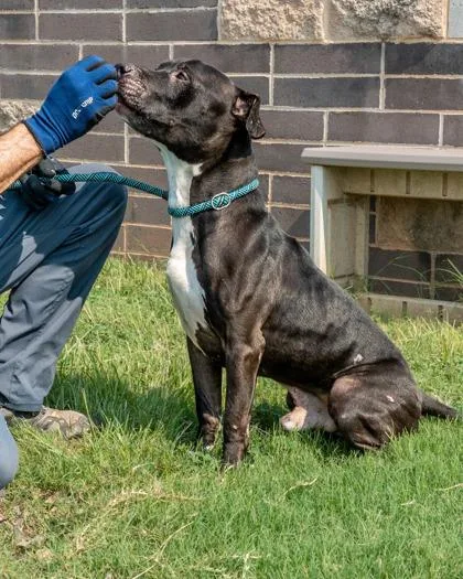 A senior large-sized male Mixed Breed dog named Cronos for adoption in Chamblee, GA