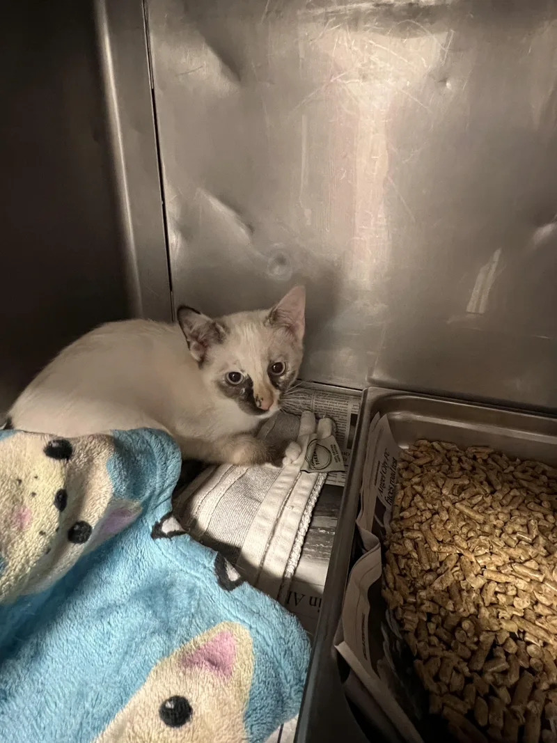 A baby medium-sized female Domestic Short Hair cat named Miwa for adoption in Chatsworth, CA