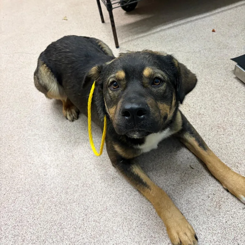 An adult large-sized male Black Mixed Breed dog named Forest for adoption in Ardmore, OK