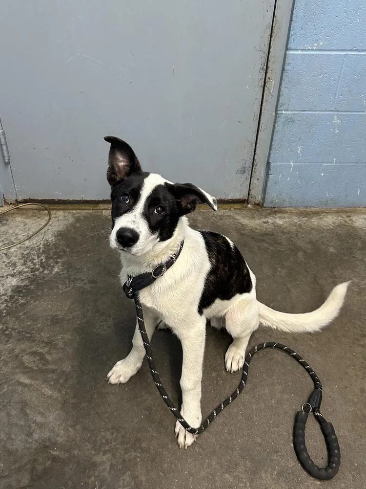 A young small-sized male Tricolor (Brown, Black, & White) Collie dog named Flynn Rider for adoption in Evansville, IN