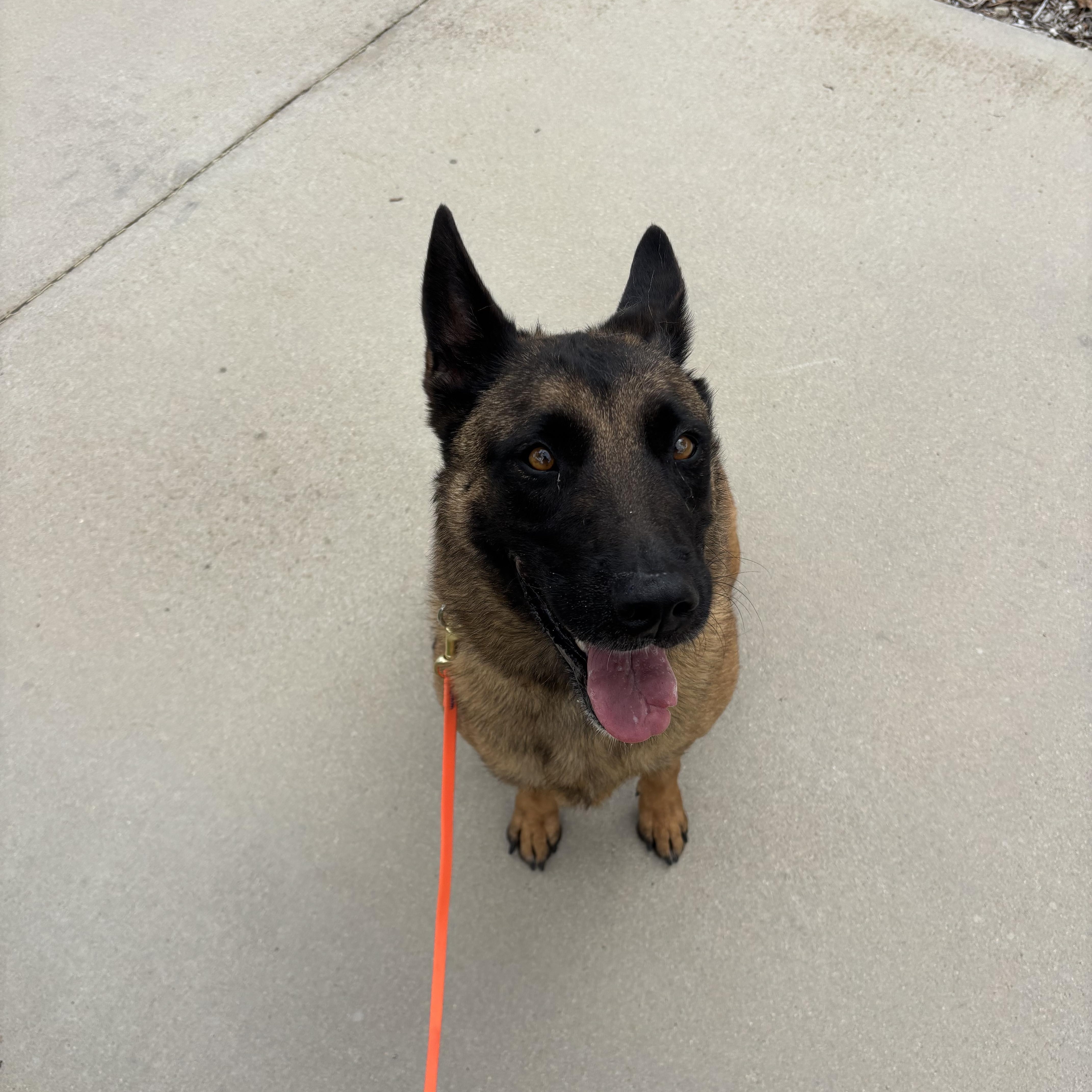 An adult large-sized female Brown / Chocolate Belgian Shepherd / Malinois dog named Zora for adoption in Rancho Santa Margarita, CA