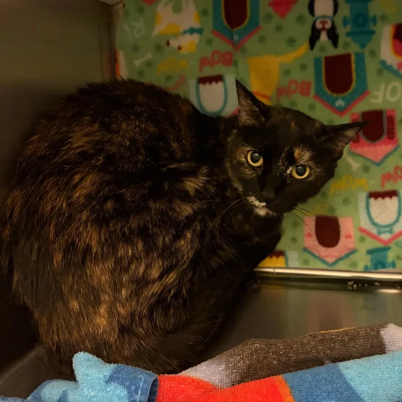 An adult medium-sized female Black Domestic Short Hair cat named Jamie for adoption in Council Bluffs, IA