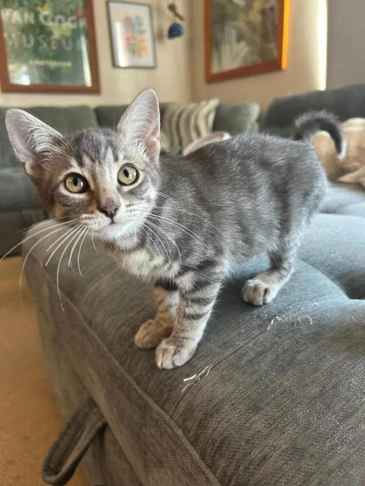 A baby medium-sized female Blue Point Domestic Short Hair cat named Delilah for adoption in Oceanside, CA