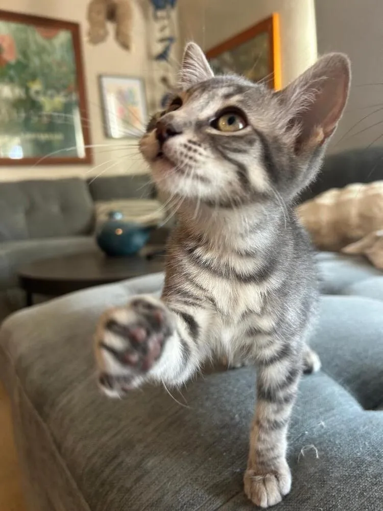 Delilah thumbnail 3