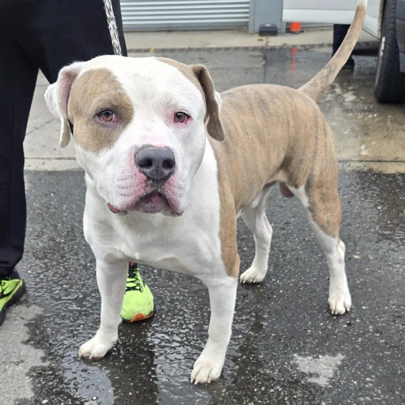 A baby small-sized male White / Cream American Staffordshire Terrier dog named Bernie for adoption in Newark, NJ