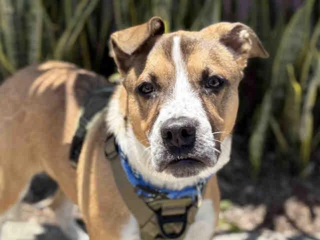 A young medium-sized male Terrier dog named Jackson for adoption in Bonita, CA