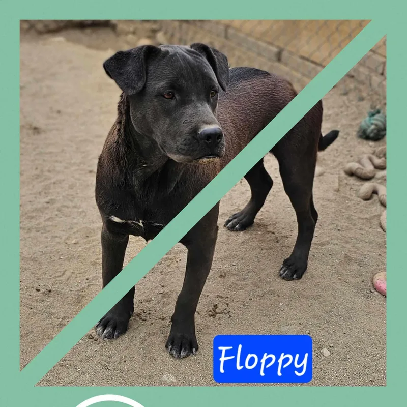 Floppy