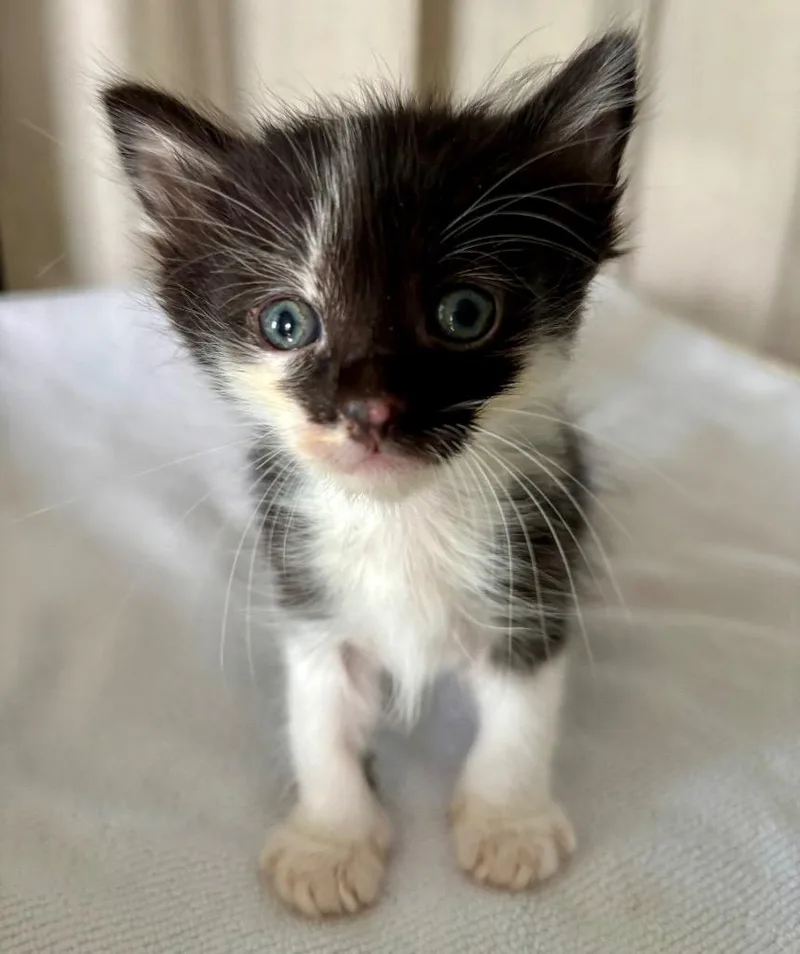 A baby medium-sized female Domestic Short Hair cat named Shelby for adoption in San Pedro, CA