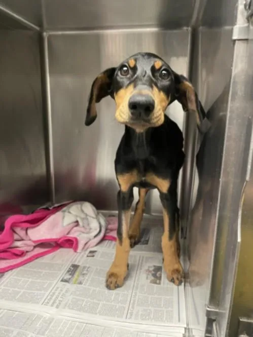 A baby small-sized female Doberman Pinscher dog named Raven for adoption in Van Nuys, CA