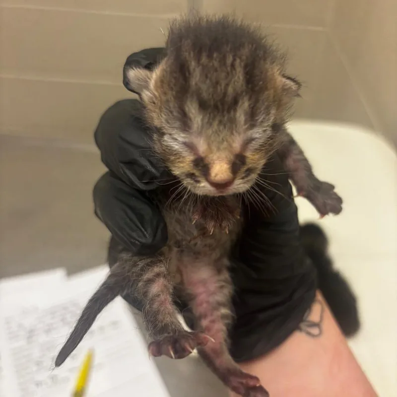 A baby small-sized male Brown / Chocolate Domestic Short Hair cat named Ham for adoption in South Elgin, IL