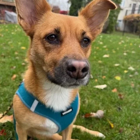 An adult medium-sized female Golden Shepherd dog named Poppy for adoption in Plainfield, IL