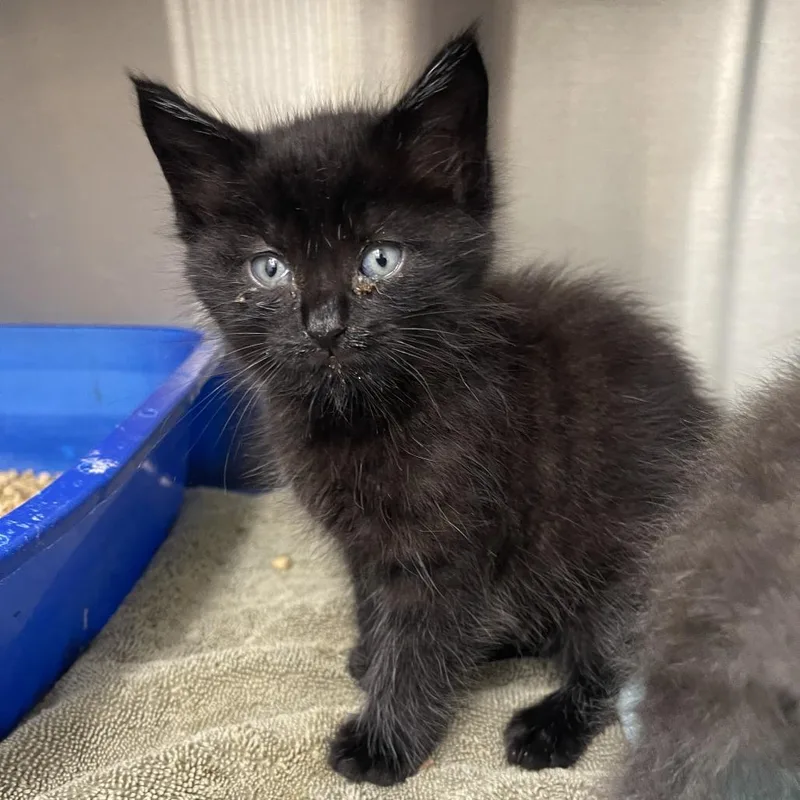 A baby small-sized male Black Domestic Short Hair cat named Hamlet for adoption in Lake Panasoffkee, FL