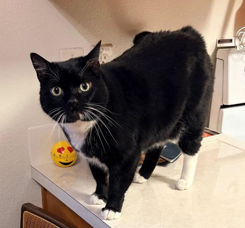 An adult medium-sized male Tuxedo cat named WILLOW   Offered for adoption in Hillsboro, OR