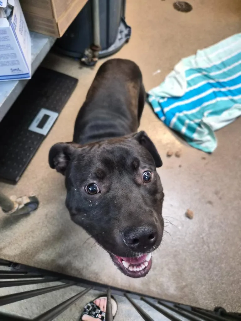A young medium-sized male Mixed Breed dog named Outta Pocket for adoption in Rome, GA