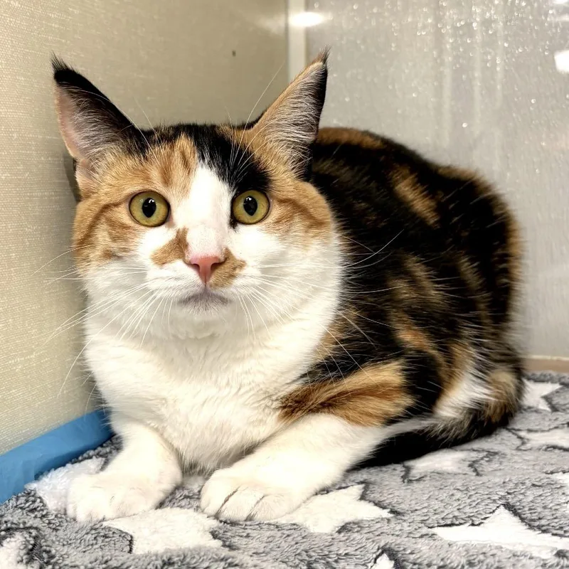 A young small-sized female Calico Domestic Short Hair cat named Misu for adoption in Sunnyvale, CA